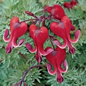 burning-hearts-dicentra - DICENTRA