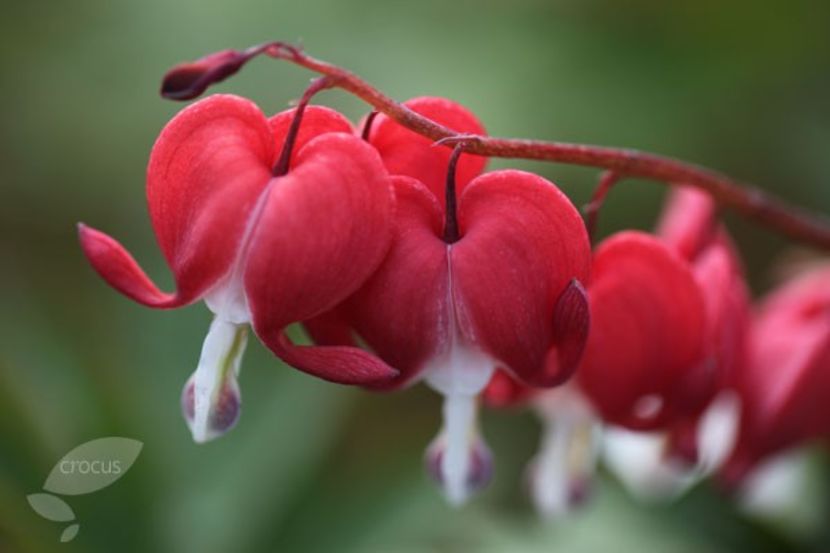 dicentra - DICENTRA