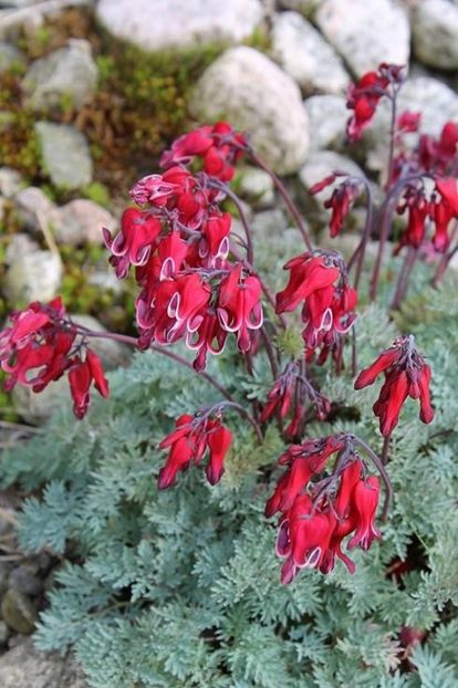 Dicentra-Burning-Hearts-PP-20797.i-11465.s-64600.r-1_1024x1024 - DICENTRA