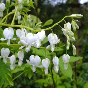 Dicentra-spectabilis-Alba-2 - DICENTRA