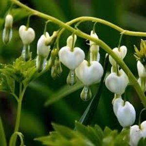 hhjh - DICENTRA