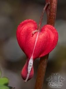iiui - DICENTRA