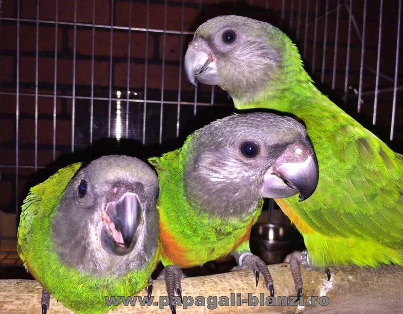 pui Senegal 37 - papagali Senegal 2019