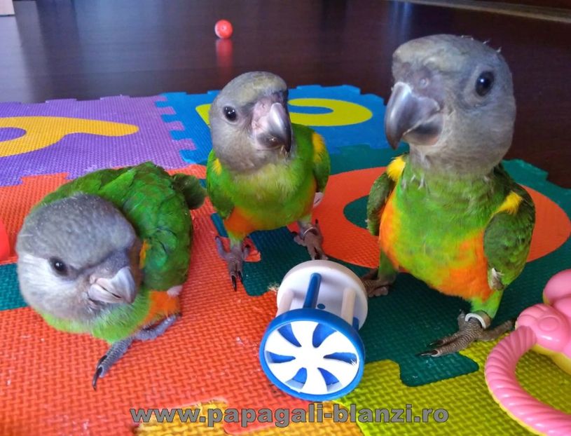 pui Senegal 30 - papagali Senegal 2019