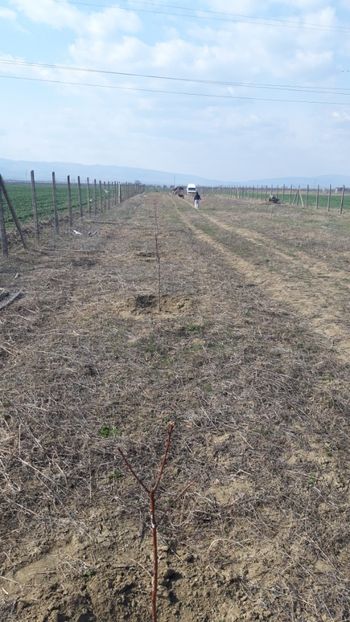  - Livada 1 anul ll 2019