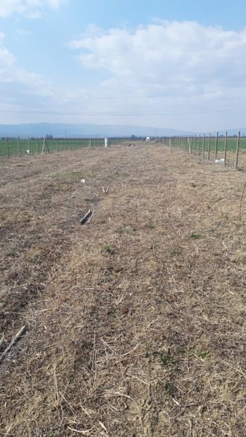  - Livada 1 anul ll 2019