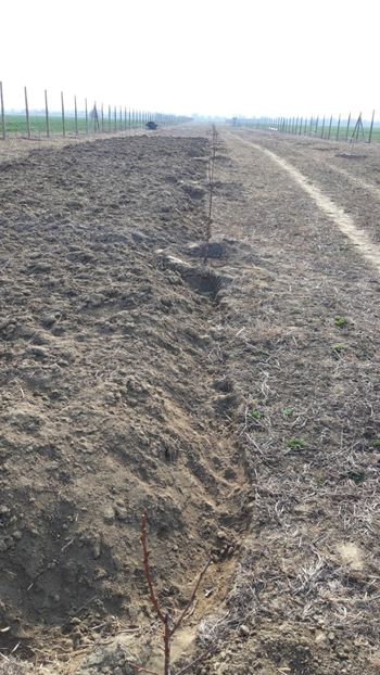  - Livada 1 anul ll 2019