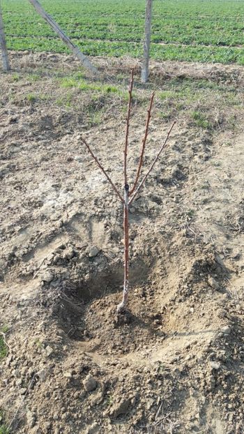  - Livada 1 anul ll 2019