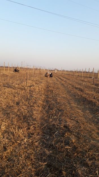  - Livada 1 anul ll 2019