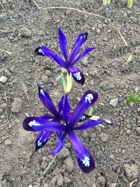 Irisi reticulata Blue Note - Gradina 2019