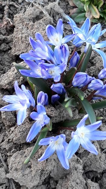  - Primavara 2019-2022