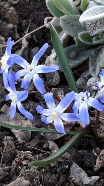  - Primavara 2019-2022