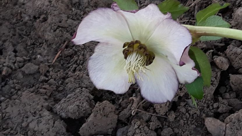  - Primavara 2019-2022