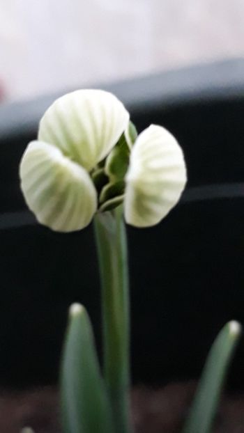  - Primavara 2019-2022