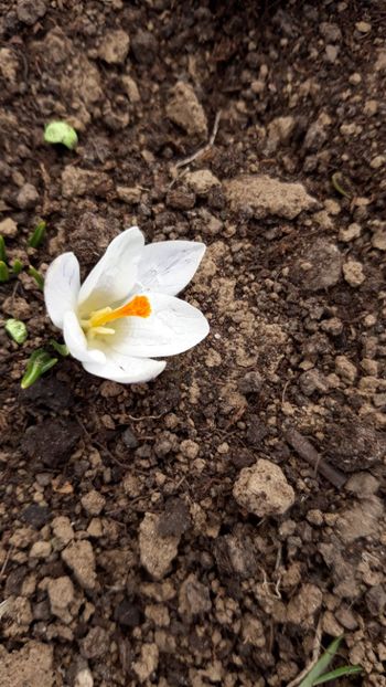  - Primavara 2019-2022