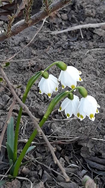  - Primavara 2019-2022