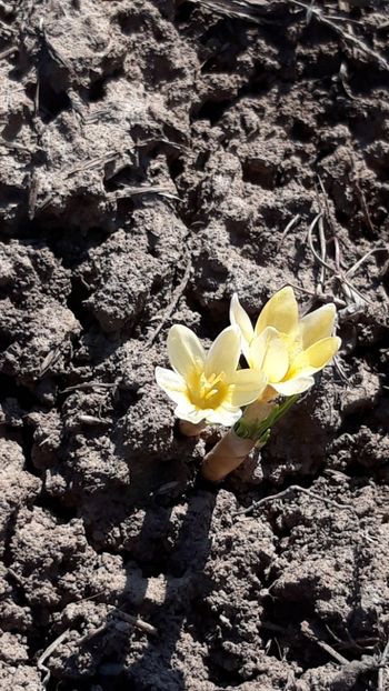  - Primavara 2019-2022