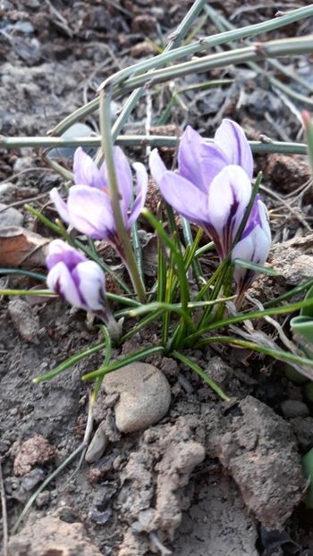  - Primavara 2019-2022