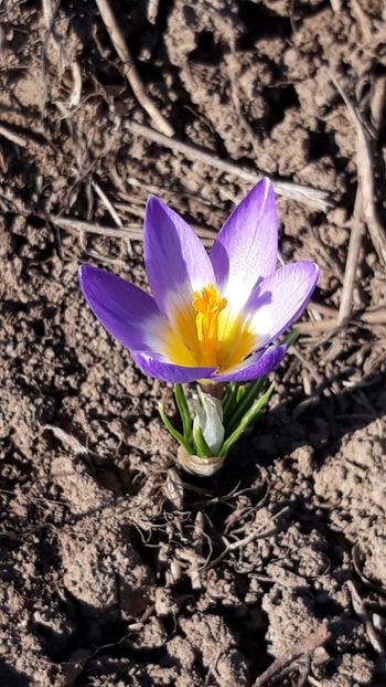  - Primavara 2019-2022