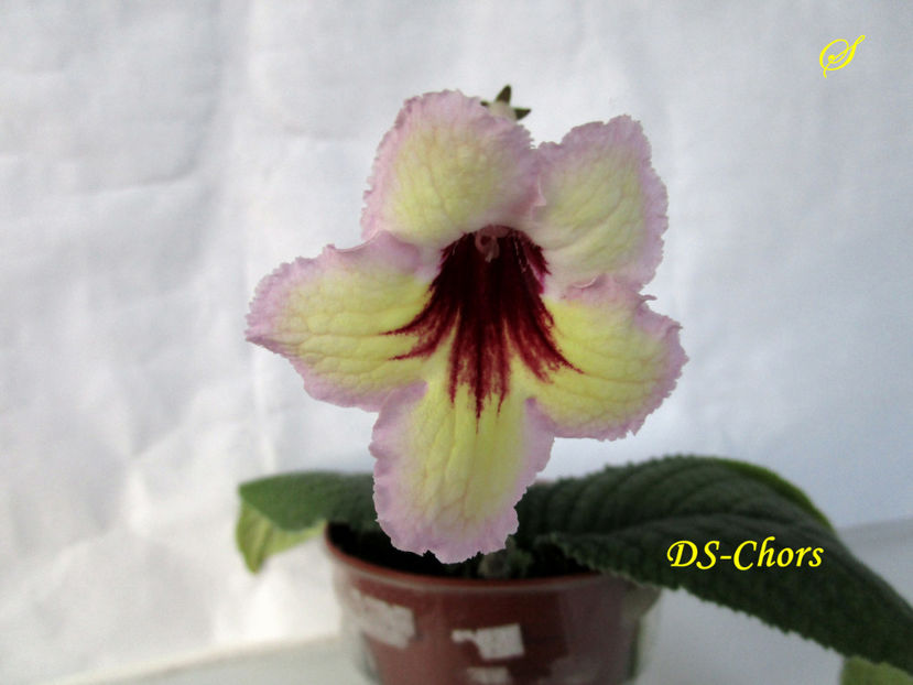 DS-Chors(23-03-2019) - Streptocarpusi 2019