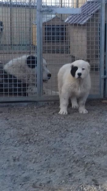 Întăriri!!  Alabai 2.5luni!! - Paza