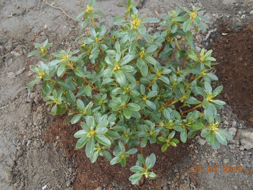 azalee Adonis - 2Azalee-rhododendroni-hortensii-hoste 2019