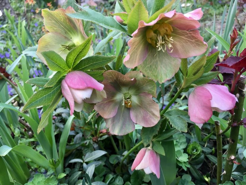 D7E6CDA2-BBBD-4313-9004-FB931326C603 - Spanz 2019