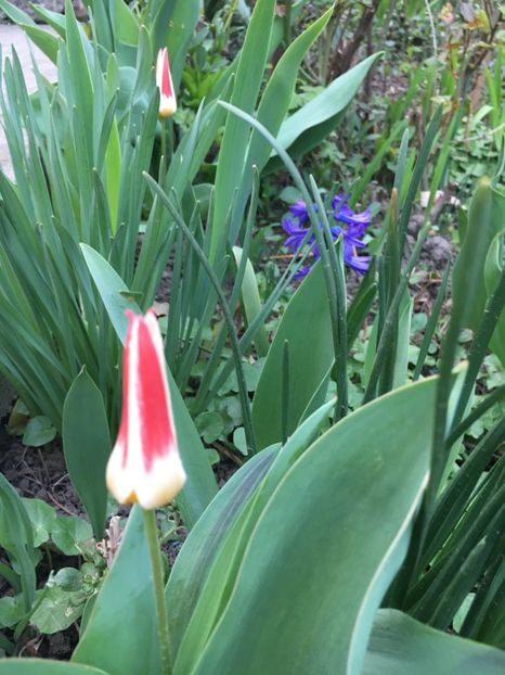 Johan strauss - Lalele 2019