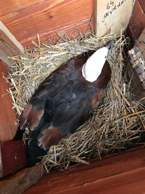 Ca de obicei primi sintem - Califari Paradis