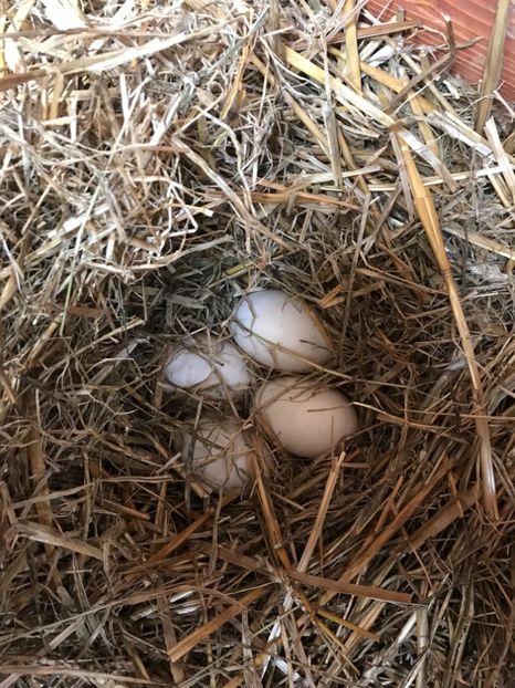 CB0F0A74-67BB-4B0B-95A1-A2F14BCB758A - Califari Paradis