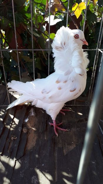 IMG-20190323-WA0003 - CAPUCINII 2019