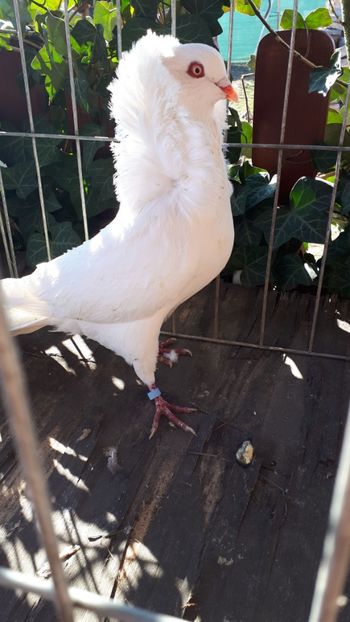 IMG-20190323-WA0001 - CAPUCINII 2019