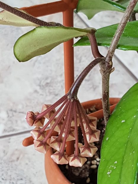 Hoya carnosa - Hoya