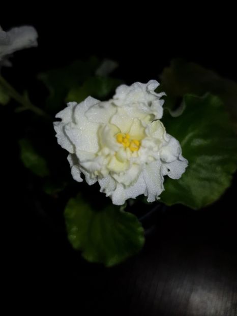  - AV - Canary