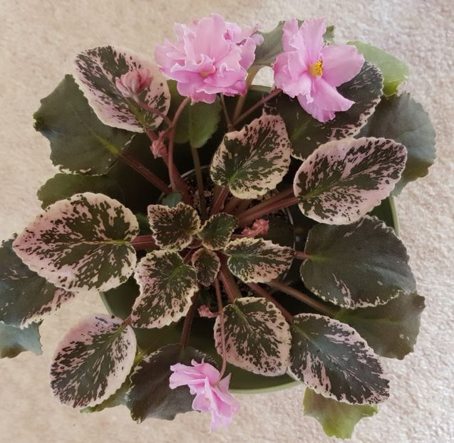 23.03.2019 - Cherokee Trail