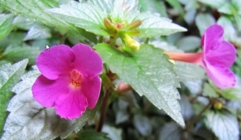 grape wine - Grape Wine