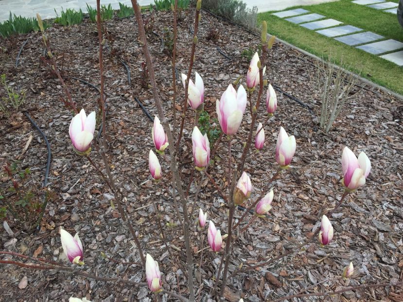 70684BB7-6796-41ED-AD7C-188CC685F368 - GRADINA 2019