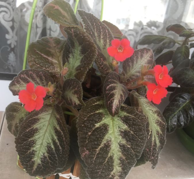 1CBE0CAB-B251-48E8-8558-06C66EE726A3 - Episcia