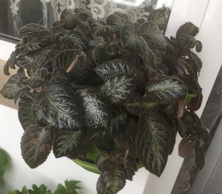 0BC4E298-1F4D-4F67-88A1-2144DCE7EA84 - Episcia
