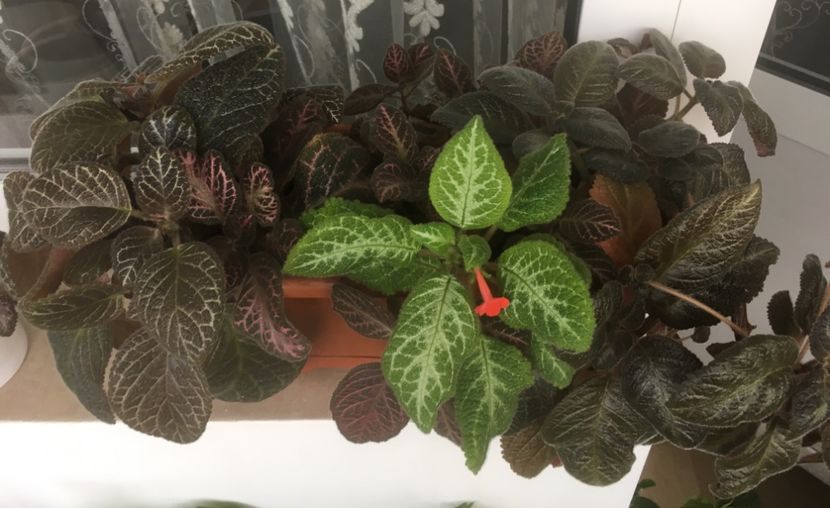 6E21C31C-338E-45D0-954F-6610BC96E7D8 - Episcia