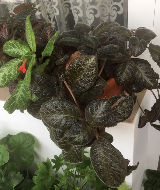 A7460B9A-A7A6-4D7C-8C4B-7E9486FD7DD5 - Episcia