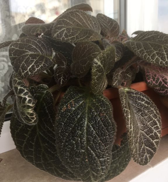 E3F4ED44-457E-420C-AD29-3A768635F5E5 - Episcia