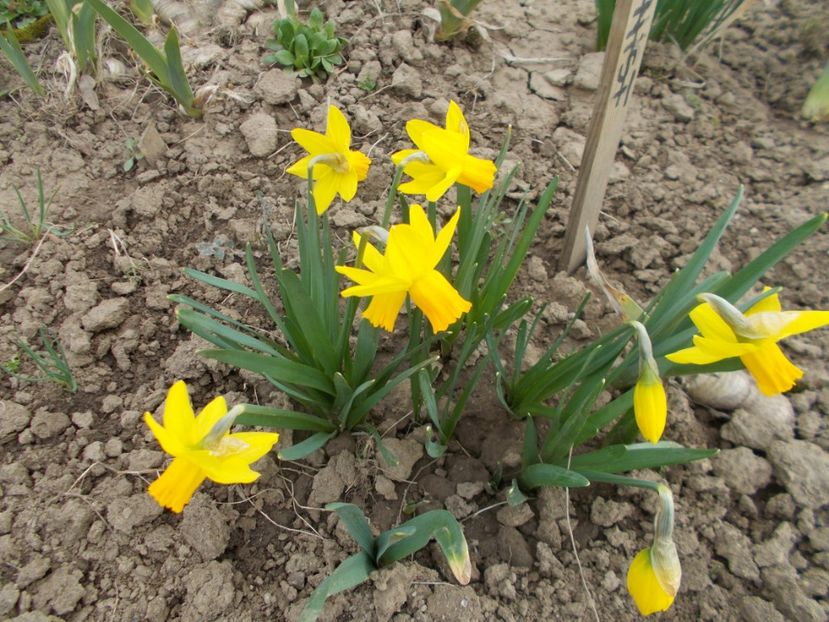  - 2019 Flori de gradina