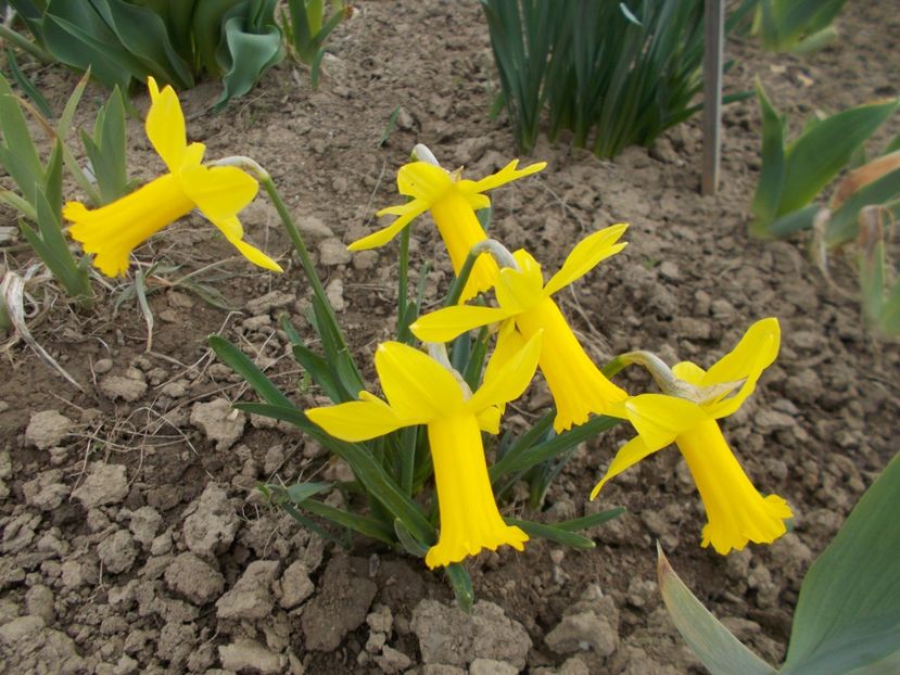  - 2019 Flori de gradina