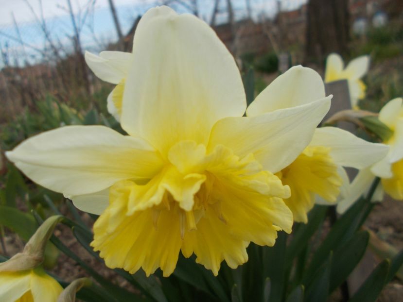  - 2019 Flori de gradina