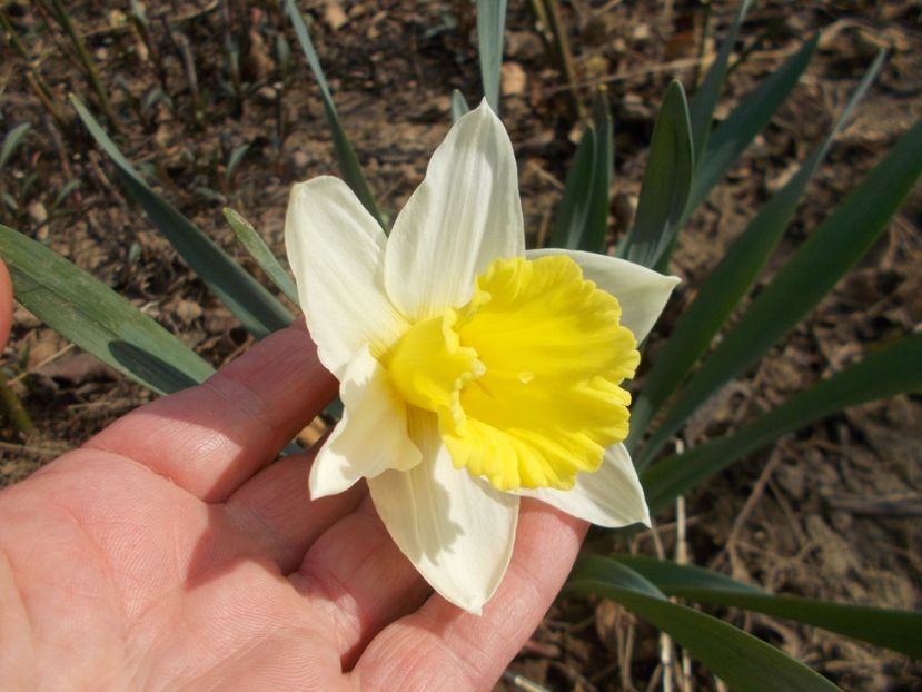  - 2019 Flori de gradina