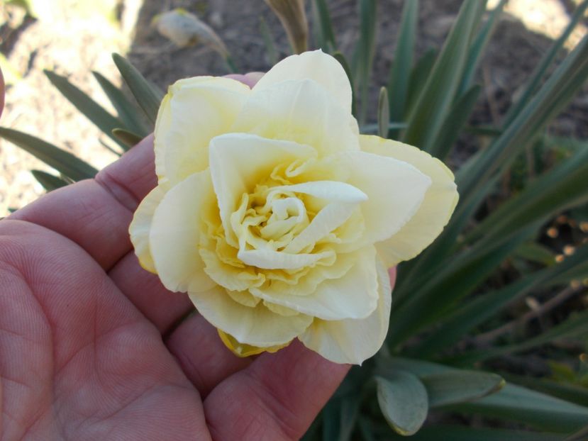  - 2019 Flori de gradina