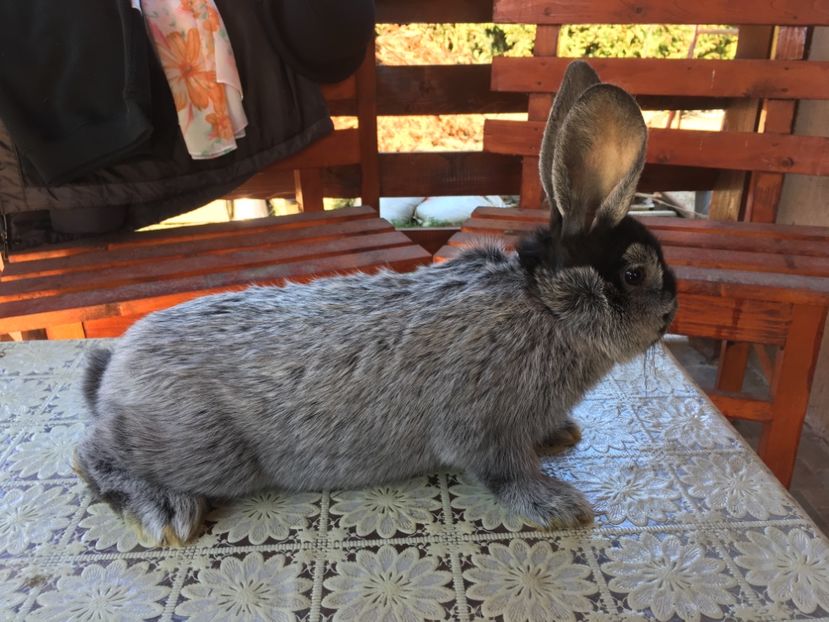 23.03.19...2 luni jumatate - F 0-1 RO 12 1922