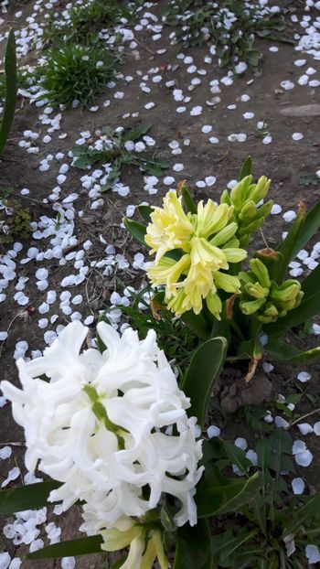  - Flori de primăvară