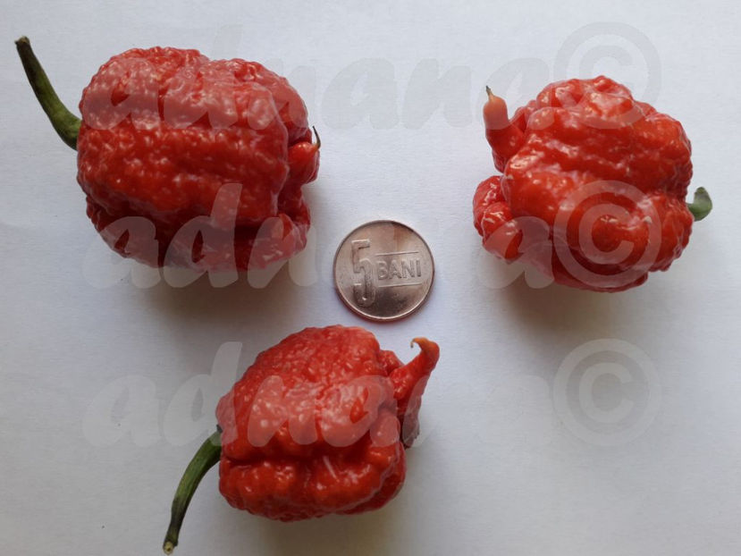  - Carolina Reaper